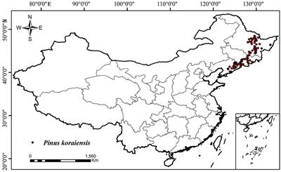 Projecting the future redistribution of Pinus koraiensis (Pinaceae: Pinoideae: Pinus) in China using machine learning